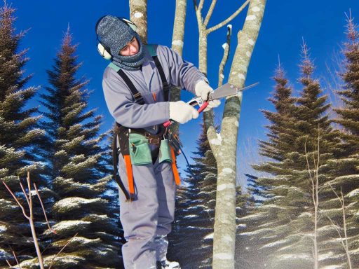 The Science Behind Tree Pruning and Arborist Expertise